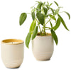 Modern Sprout Golden Moments/Sage Garden Vibes Candle/Planter