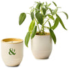 Modern Sprout Golden Moments/Sage Garden Vibes Candle/Planter