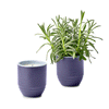 Modern Sprout Violet Hour/Lavender Garden Vibes Candle/Planter